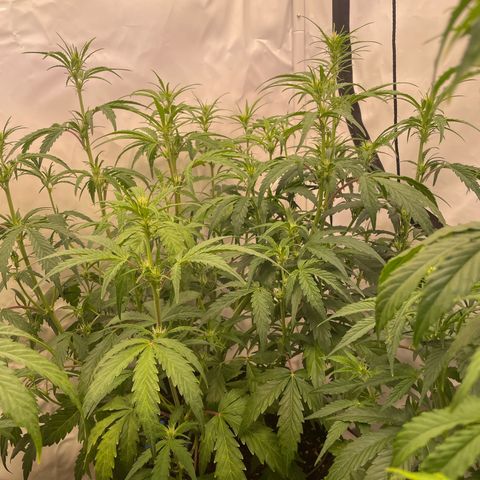 Pineapple Runtz Auto #2 growlog timeline photo