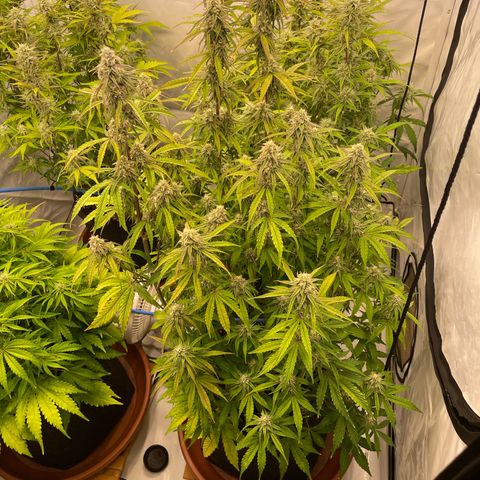Orion growlog timeline photo