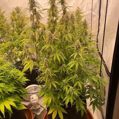 Orion growlog timeline photo