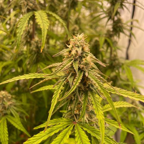 Orion growlog timeline photo