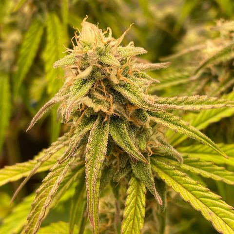 Orion growlog timeline photo