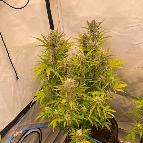 Pineapple Runtz Auto #1 growlog timeline photo