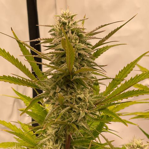 Pineapple Runtz Auto #1 growlog timeline photo