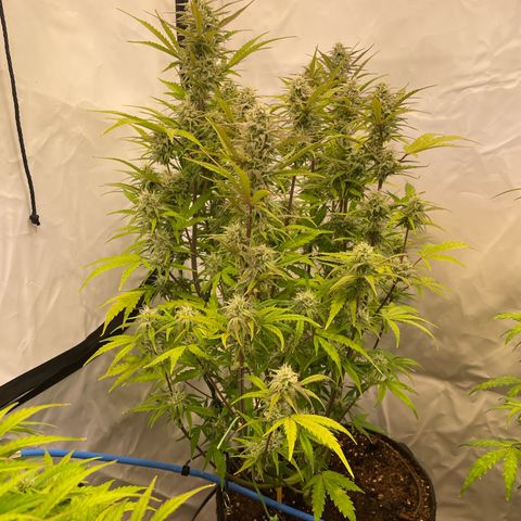 Pineapple Runtz Auto #1 growlog timeline photo