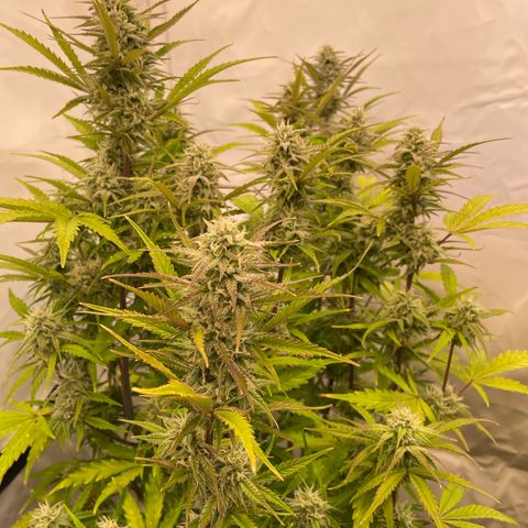Pineapple Runtz Auto #1 growlog timeline photo