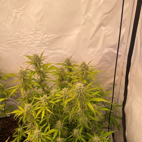 Pineapple Runtz Auto #2 growlog timeline photo