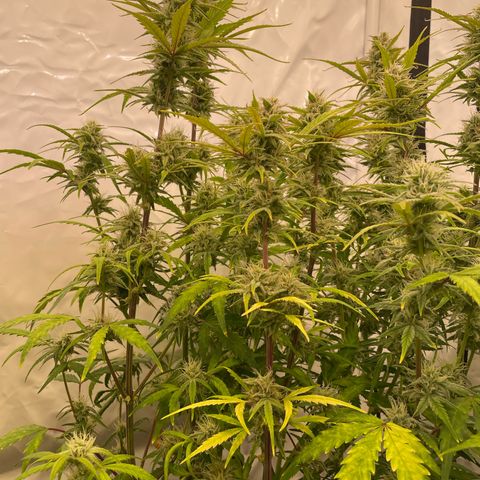 Pineapple Runtz Auto #2 growlog timeline photo
