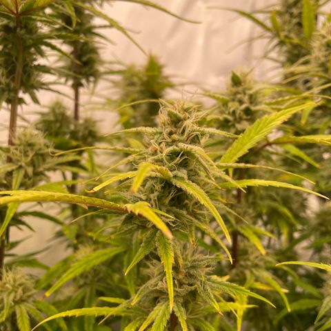 Pineapple Runtz Auto #2 growlog timeline photo