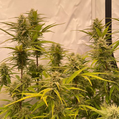 Pineapple Runtz Auto #2 growlog timeline photo