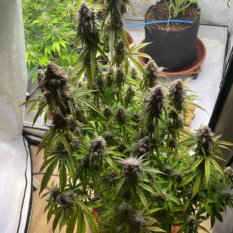 Orion growlog timeline photo