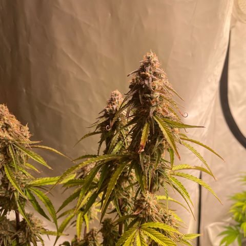 Orion growlog timeline photo
