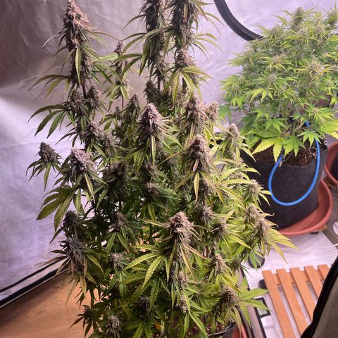 Orion growlog timeline photo