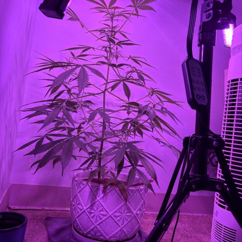 Stacy’s Mom  growlog photo: 11wks- buds forming

