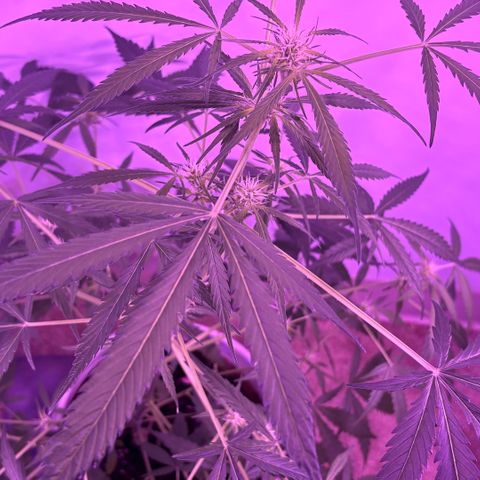Stacy’s Mom  growlog timeline photo