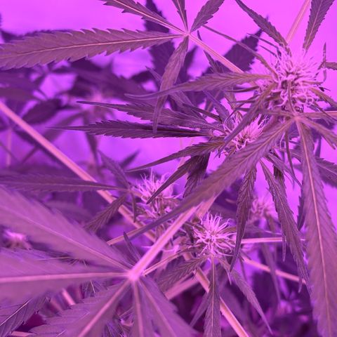 Stacy’s Mom  growlog photo: Budding