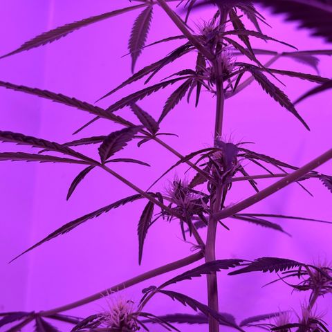 Stacy’s Mom  growlog photo: Budding