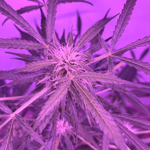 Stacy’s Mom  growlog photo: 5mo