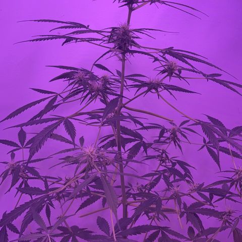 Stacy’s Mom  growlog photo: 5mo