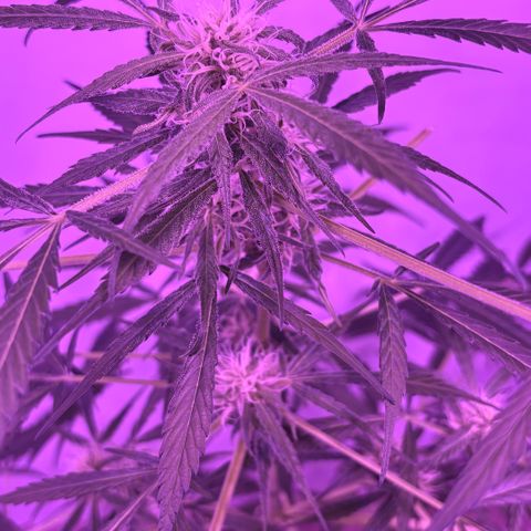 Stacy’s Mom  growlog photo: 5mo