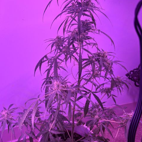 Stacy’s Mom  growlog photo: 6mos flowering