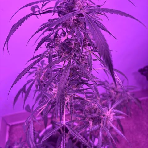 Stacy’s Mom  growlog photo: 6mos flowering