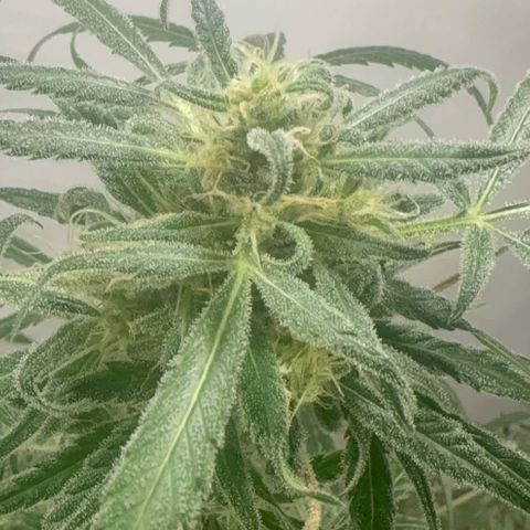 Stacy’s Mom  growlog timeline photo