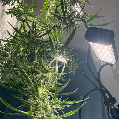 Stacy’s Mom  growlog timeline photo
