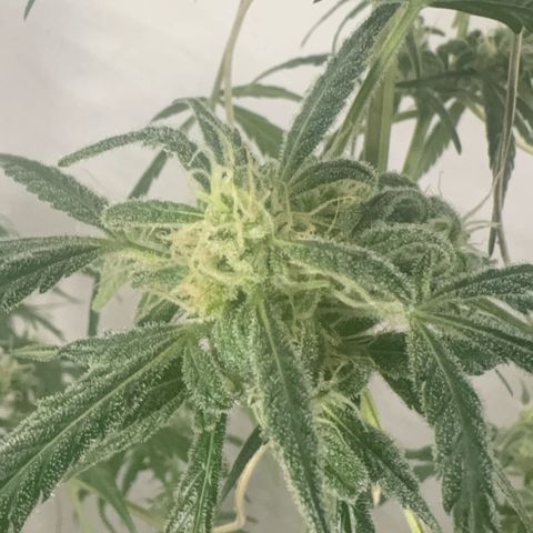 Stacy’s Mom  growlog timeline photo