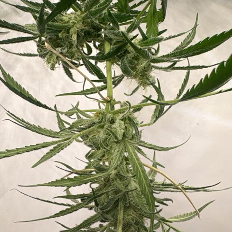 Stacy’s Mom  growlog timeline photo
