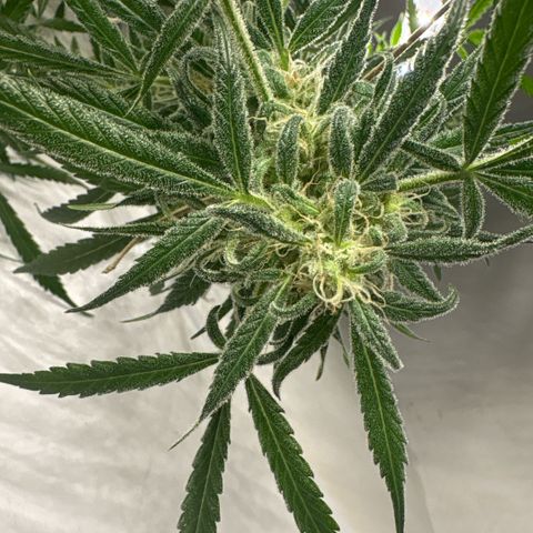 Stacy’s Mom  growlog timeline photo