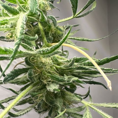 Stacy’s Mom  growlog timeline photo