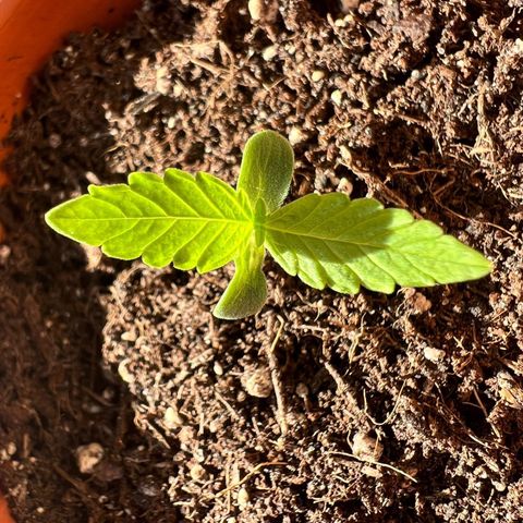 Chocolate Haze growlog timeline photo