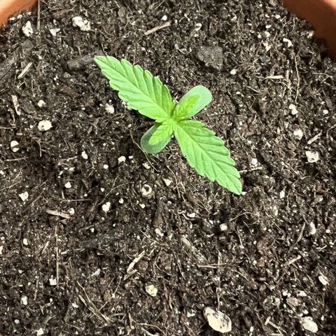 Chocolate Haze growlog timeline photo