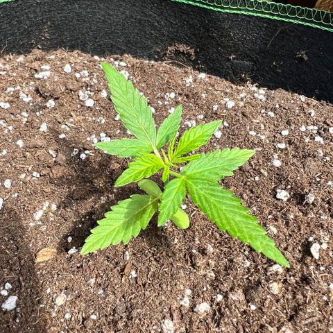 Chocolate Haze growlog timeline photo