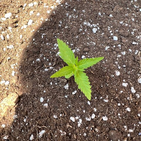 Chocolate Haze growlog timeline photo