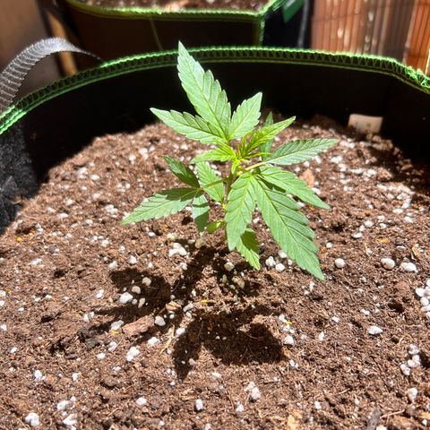 Chocolate Haze growlog timeline photo