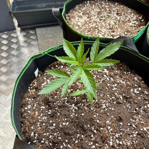 Chocolate Haze growlog timeline photo