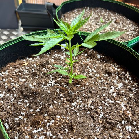 Chocolate Haze growlog timeline photo