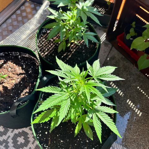 Chocolate Haze growlog timeline photo