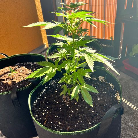 Chocolate Haze growlog timeline photo
