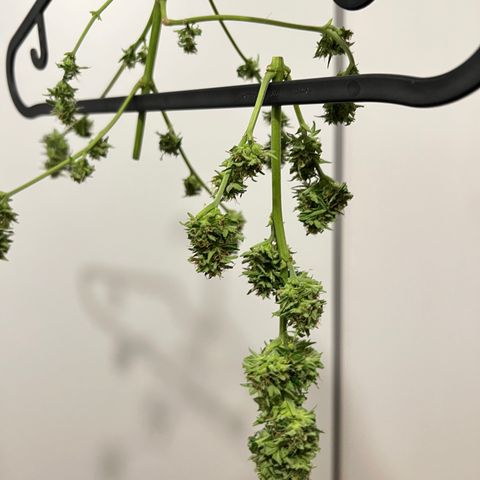 Chocolate Haze growlog timeline photo