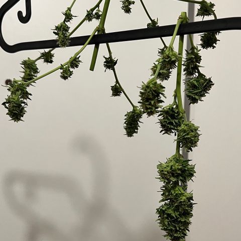 Chocolate Haze growlog timeline photo