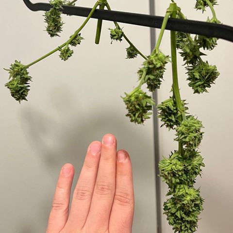 Chocolate Haze growlog timeline photo