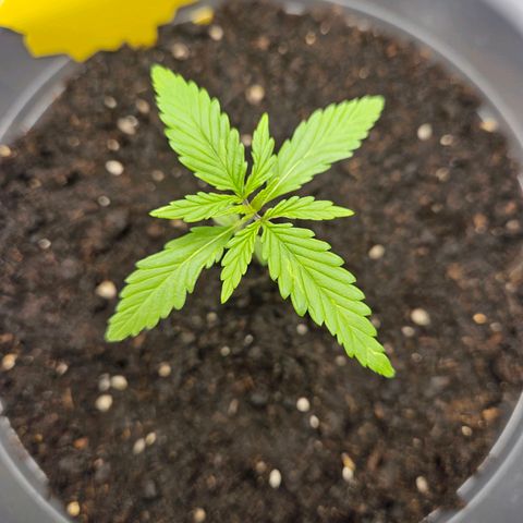 Skunk Automatik growlog timeline photo