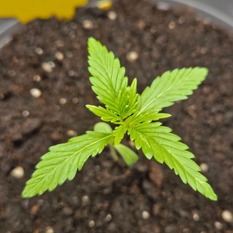 Skunk Automatik growlog timeline photo