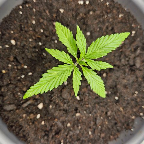 Skunk Automatik growlog timeline photo