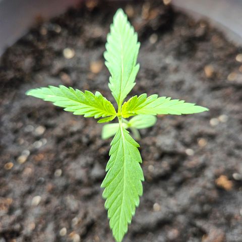 Skunk Automatik growlog timeline photo