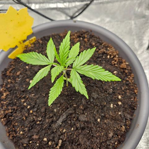 Skunk Automatik growlog timeline photo