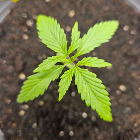 Skunk Automatik growlog timeline photo