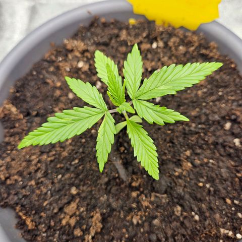 Skunk Automatik growlog timeline photo